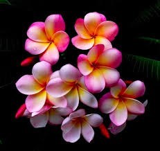 Obituary of Patricia Ruth Schrader