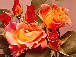 Obituary of Ann Lucille McLeod