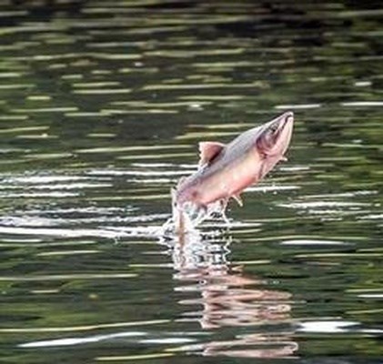 Obituary of Aaron T Johnson