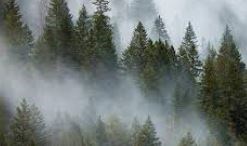 Obituary of Angie Sang Tran