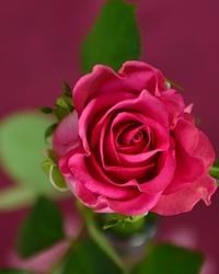 Obituary of Nellie Jean Cates