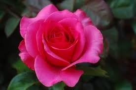 Obituary of Donna L. Phillips