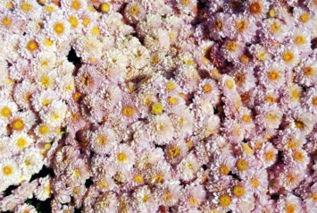 Obituary of Rosemary Lorraine Smith