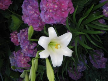 Obituary of Annie Foree Knight