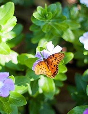 Obituary of Patricia LaNell Olsen