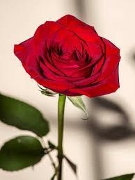 Obituary of Donnell Christian Cooley III