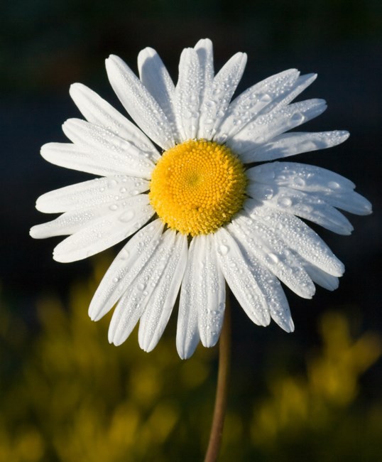 Obituary of Gladys L. Zemlik