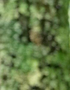 Paul Harris Obituary - Williamsburg, VA