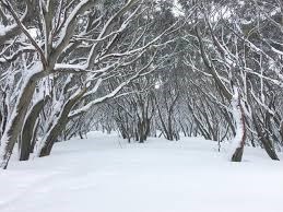 Obituary of Peter Dorn