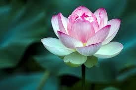 Obituary of Mrs. Soon Ok Kim