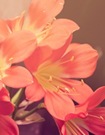 Obituary of Phyllis Kay Head