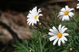 Obituary of Linda Yun Chung