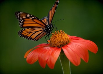 Obituary of Natalie Jean Gasser