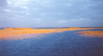 Obituary of Thomas P. O' Connell Jr.