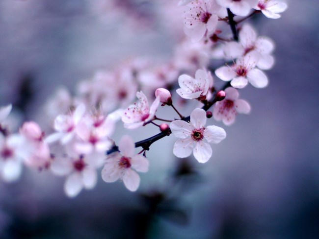  Obituario de Gess Helen Gess