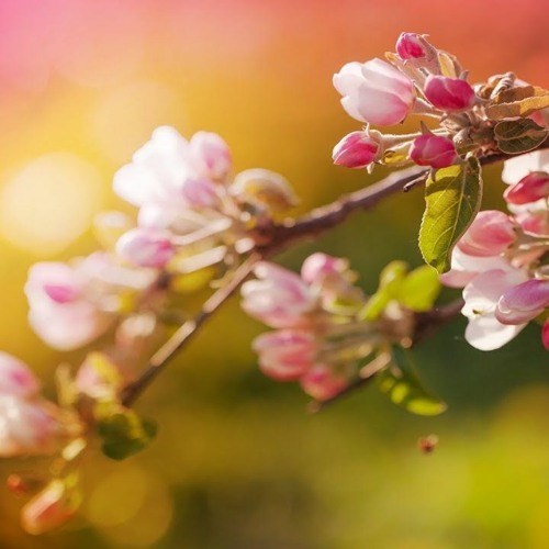 Obituary of Rosemary Lou Couvrette