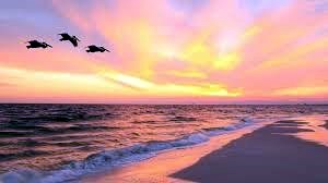 Obituary of Pamela Judith Blake