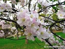 Obituary of Veronica Stewart Fletcher