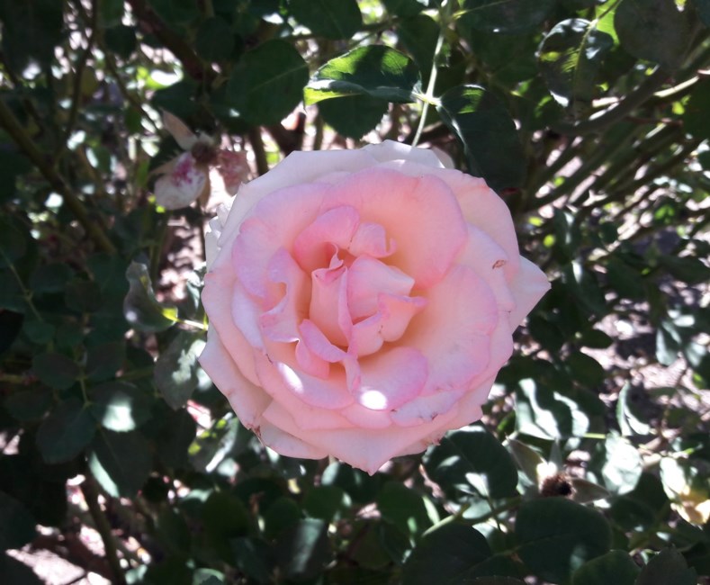 Obituario de Delores Marie Erlinger