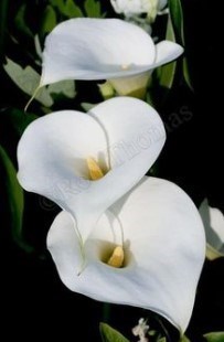 Obituary of Paul K. Woodside