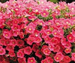 Obituary of Jo Ann Verna Stokes