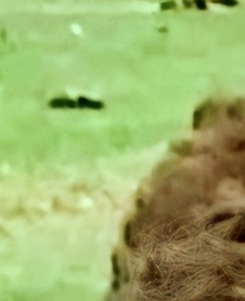 Barbara Jean Sigala Obituary Yuma, AZ