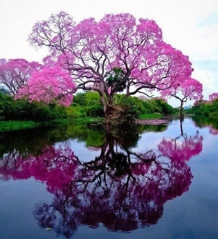 Obituary of Jimmie Major McPayne