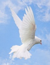 Obituary of Nina F. Adams