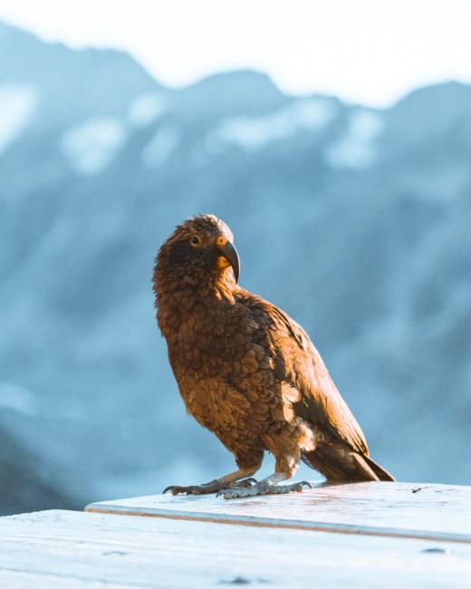 Obituary of Miss Lindy "Leigh" Hamsa