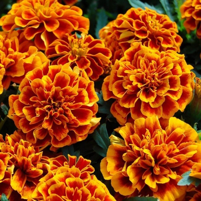Obituary of Mary Margaret Bader