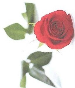 Obituary of Mrs. Elfleda Shouse Buelin