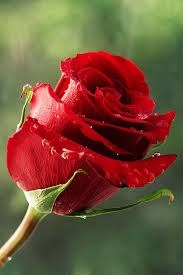 Obituary of Jacqueline Ann Campbell