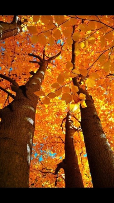 Avis de décès de Robyn Carol Hove-Peters