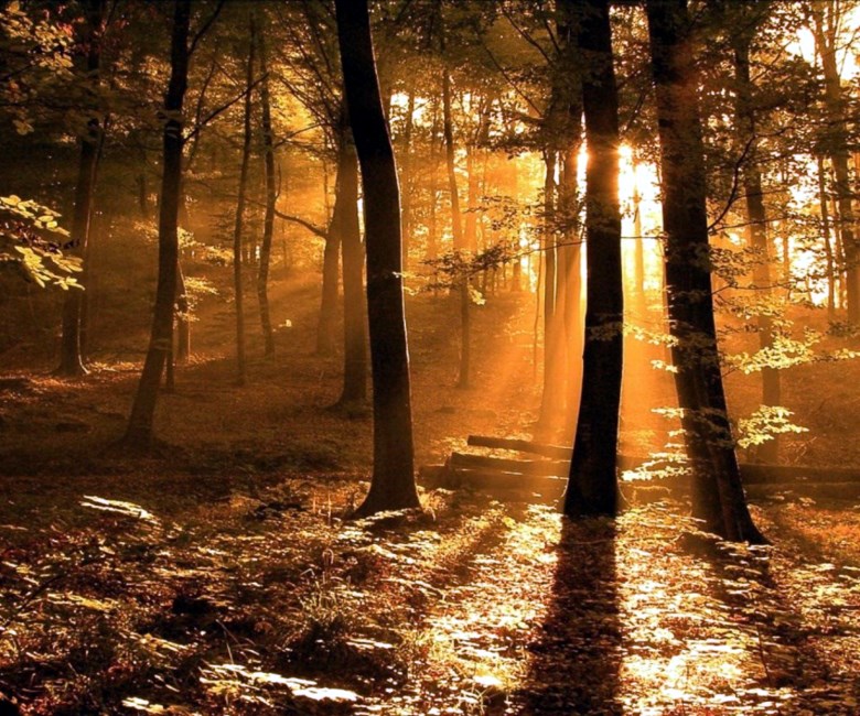 Obituary of Alfred Elvie Brown