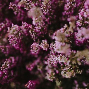 Obituary of Deborah Gallo