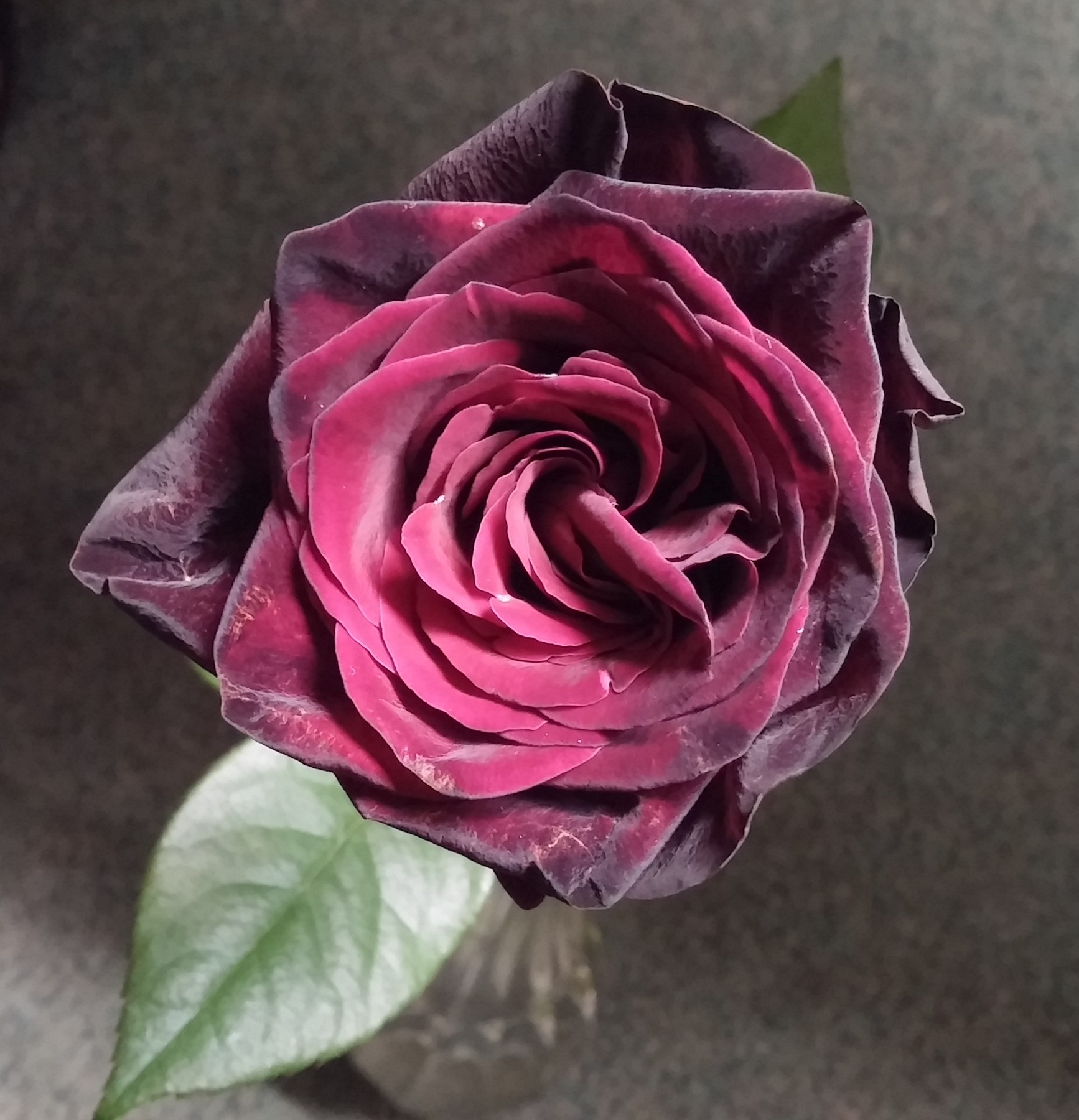 Kim Lisa Coleman Boone Obituary Honolulu, HI