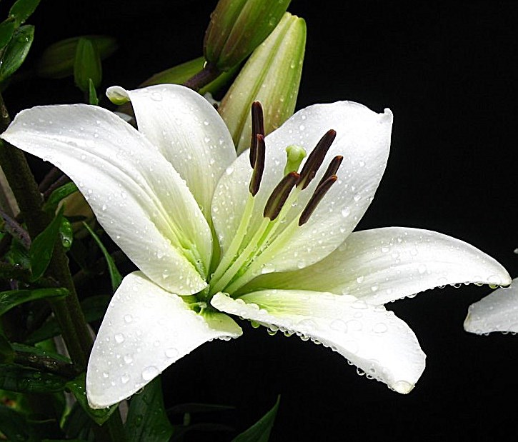 Obituary of Neima R. Gonzalez