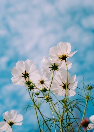 Obituary of Wanda Lee Alberta Majeski