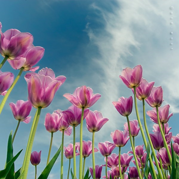 Obituary of Denise Nancy Engels