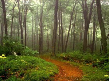 Obituary of Anthony M. Richichi