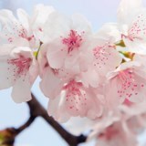 Obituary of Elsa Rey