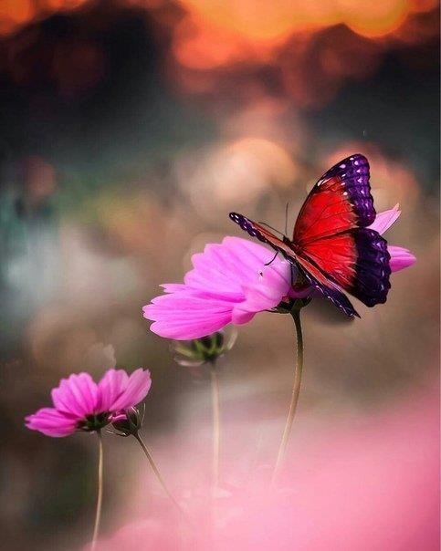 Obituary of Janice Elaine Powell