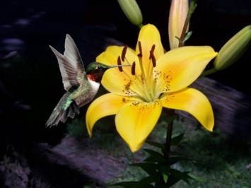 Obituary of Shirley G. Berry