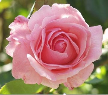 Obituary of Carolyn S. White