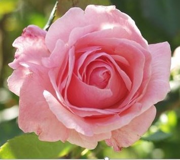 Carolyn S White Obituary Columbus OH