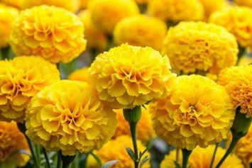 Obituary of Sharon Ann Rounding