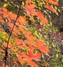 Lessie Ashmore Obituary - Brandon, FL