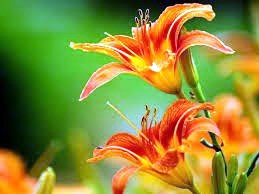 Obituary of Beatrice Neumann