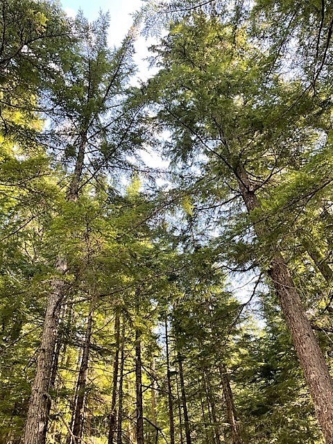 Obituary of Kai Chiu Chow