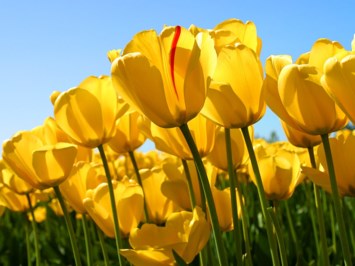 Obituary of Celia Skowron